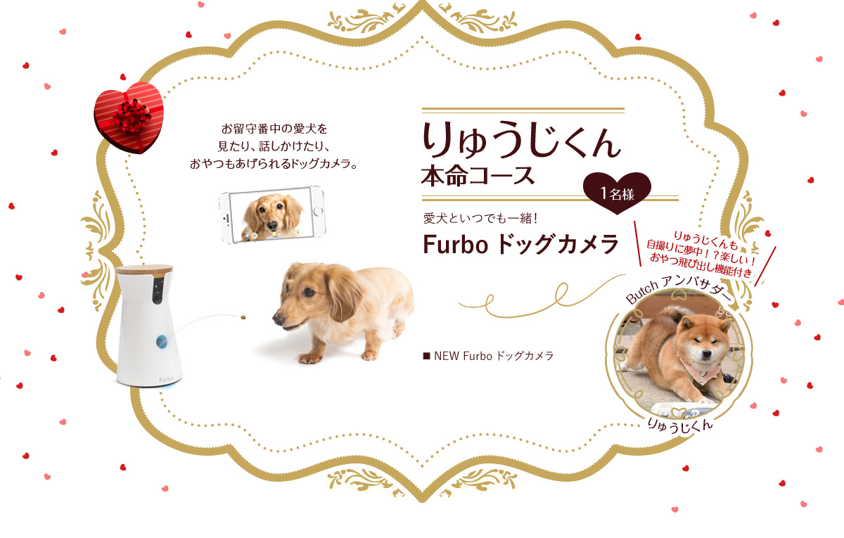 りゅうじくん  本命コース 1名様 愛犬といつでも一緒！ Furbo ドッグカメラ お留守番中の愛犬を 見たり、話しかけたり、 おやつもあげられるドッグカメラ。■ NEW Furbo ドッグカメラ りゅうじくんも 自撮りに夢中！？楽しい！  おやつ飛び出し機能付き Butch アンバサダー りゅうじくん