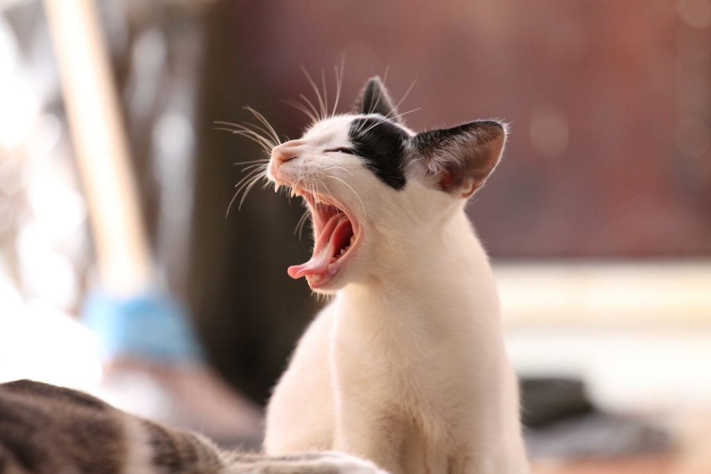 猫の口臭の原因って 対策と予防はどうする 公式通販 無添加ドッグフード キャットフード ブッチ ジャパン
