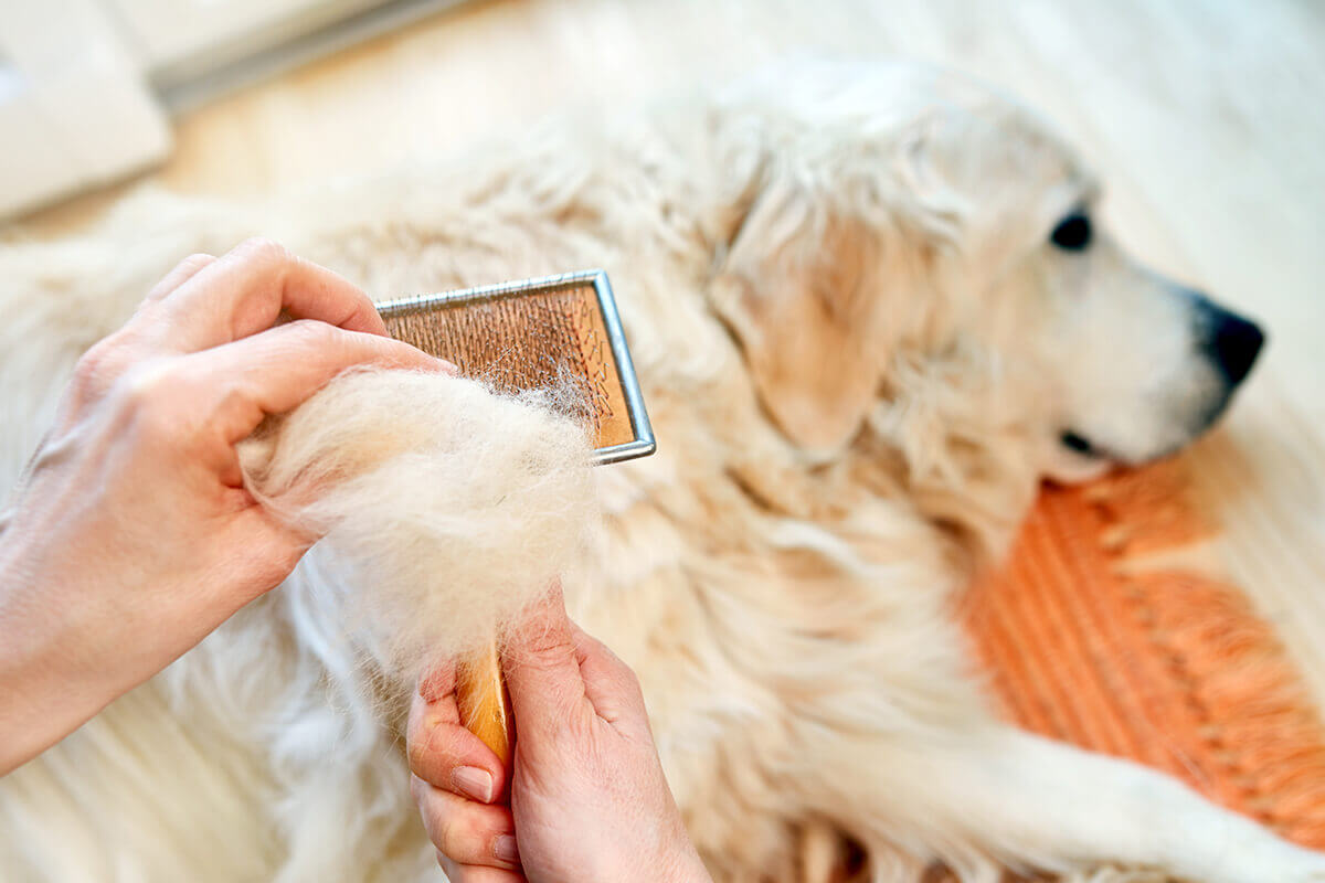 Woman combs old Golden Retriever dog with a metal grooming comb