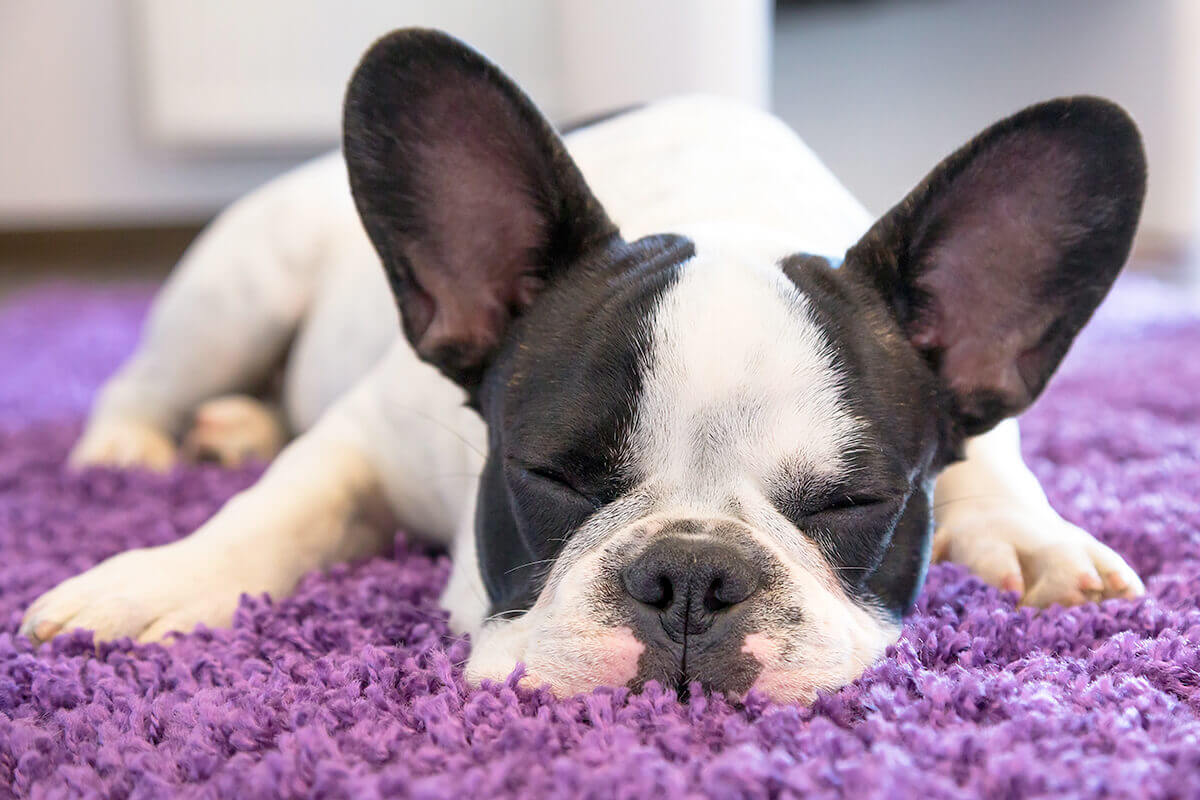 French bulldog sleeping on the carpet