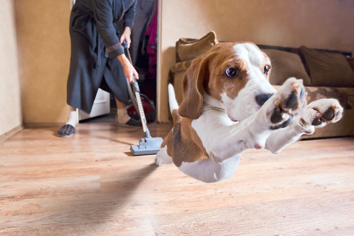 Very terrible vacuum cleaner , focus on dog head