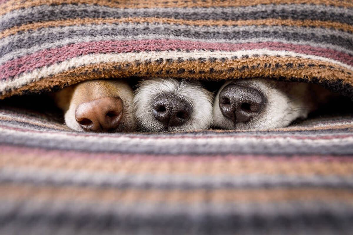 couple of dogs in love sleeping together under the blanket in bed , warm and cozy and cuddly