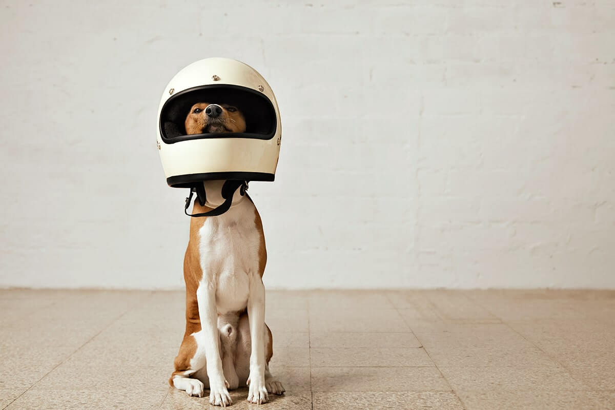 Sitting basenji dog wearing a huge white motorcycle helmet in a room with white walls and light wooden floors