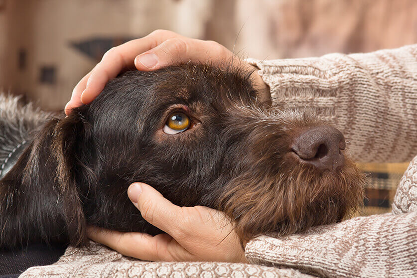 犬 保護 保護犬と暮らしたい でも何度も譲渡を断られ揺れる心…待ち続け、ついに出会えた