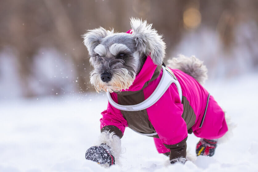 愛犬と寒い時期を乗り切るための3つのポイントは