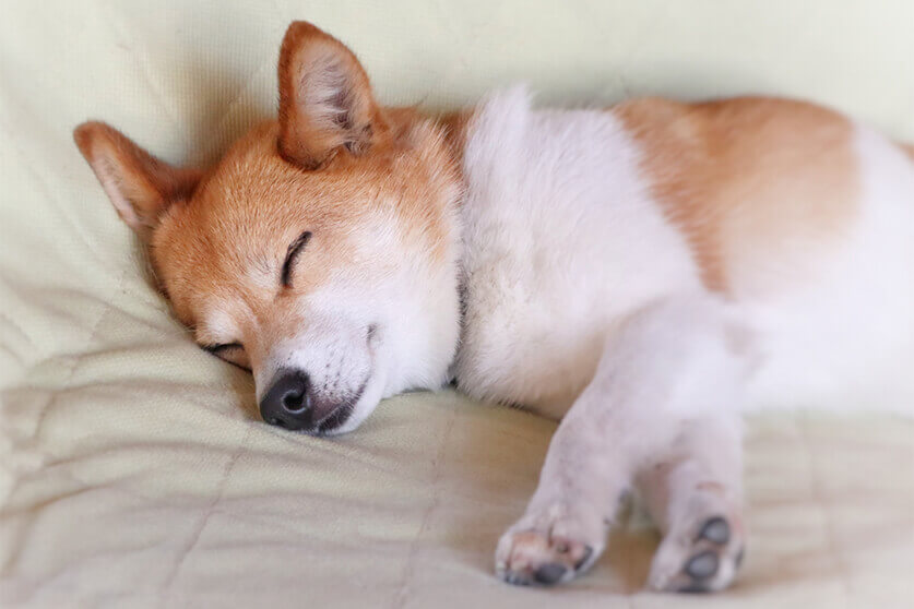 鳴く 犬 寝 ながら