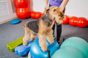 Dog training in the fitness club