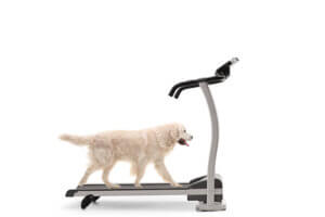 Labrador retriever dog walking on a treadmill isolated on white background