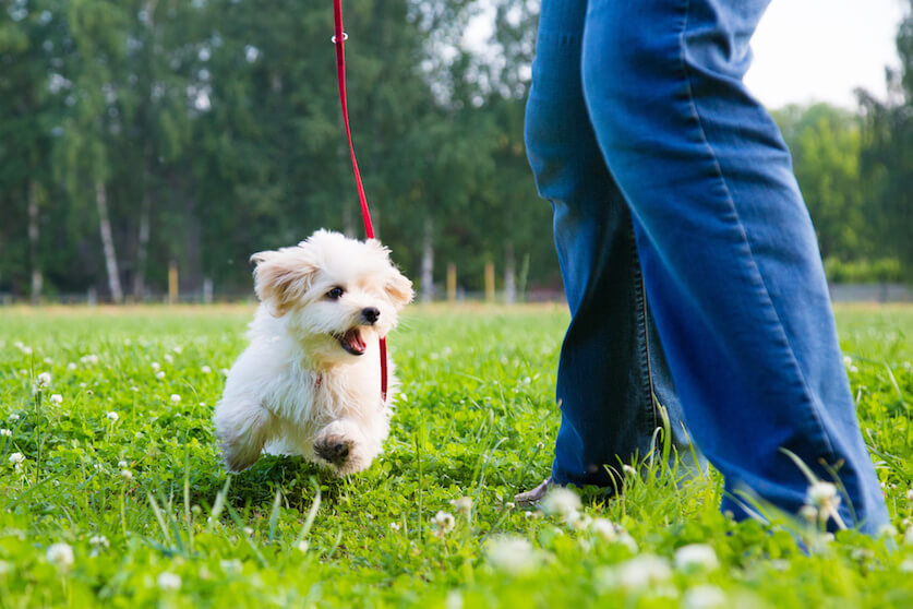 公園デビュー前にチェック！公園で愛犬と過ごすためのマナーや注意点をご紹介