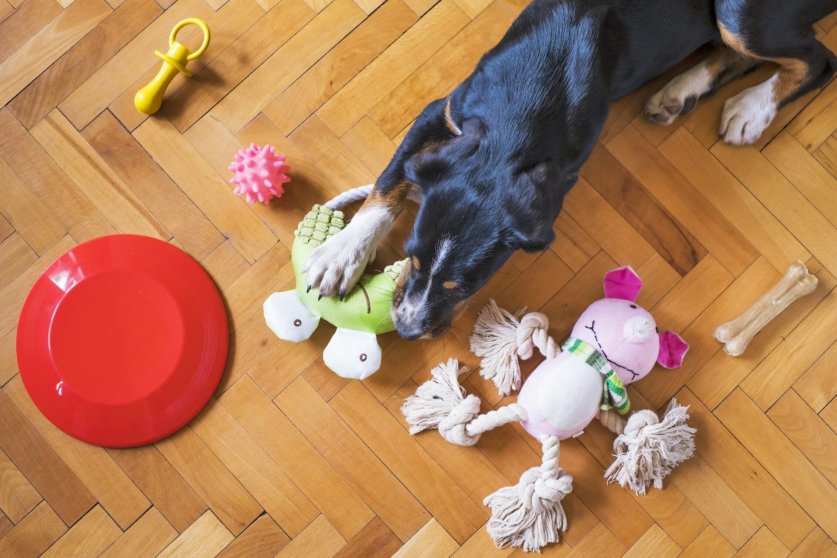 手作りオモチャで愛犬と遊ぼう 作り方解説付き