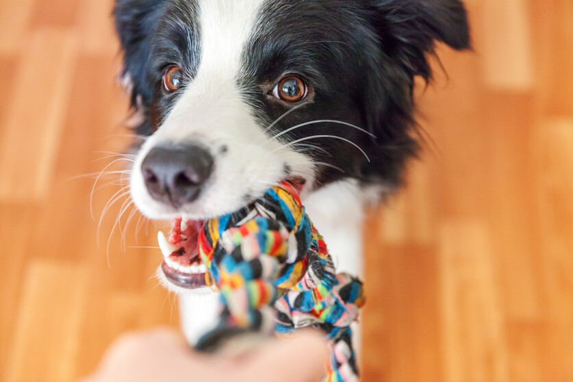 Funny portrait of cute smilling puppy dog border collie holding colourful rope toy in mouth. New lovely member of family little dog at home playing with owner. Pet care and animals concept