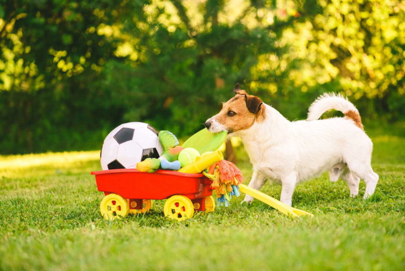 愛犬のオモチャやお世話グッズの収納方法