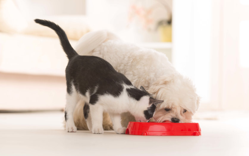 Little dog maltese and black and white cat eating food from a bowl in home