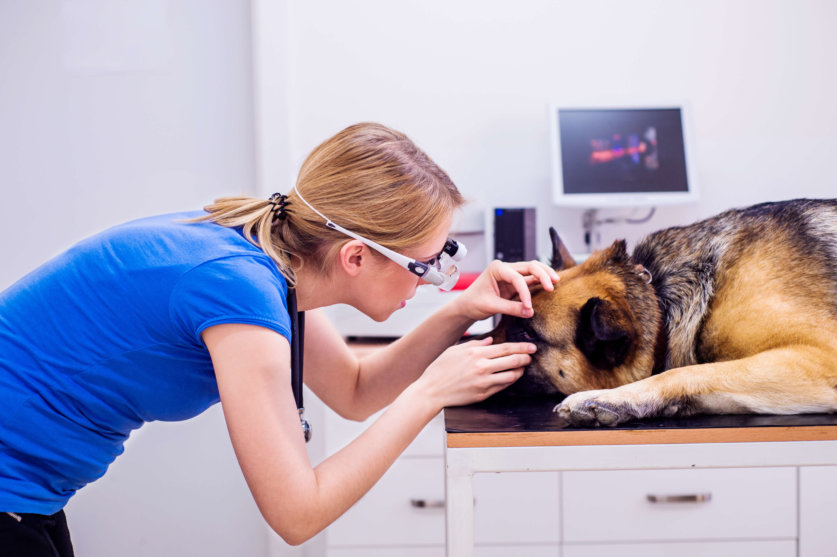 Veterinarian examining German Shepherd dog with sore eye.