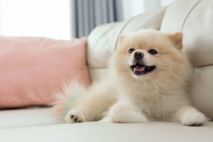 pomeranian dog cute pet happy smile in home