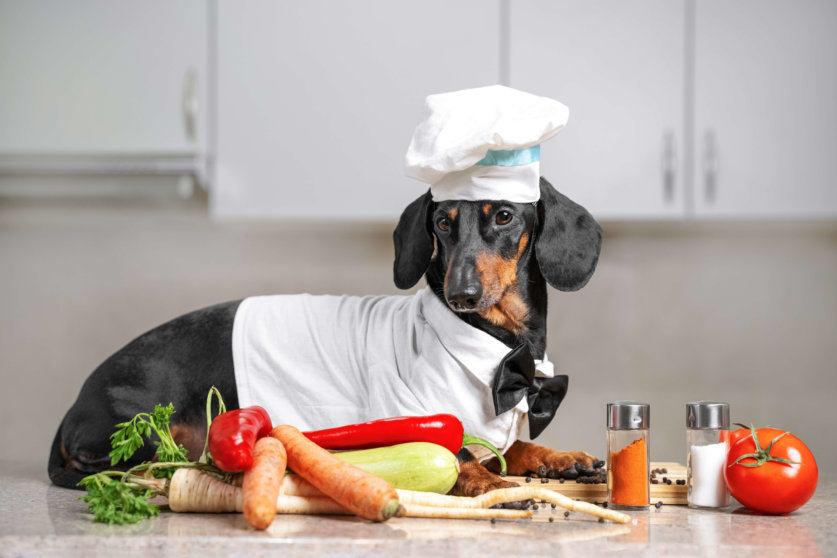 Black and tan dachshund cooker wearing white chef hat and robe in the kitchen, in cooking process.