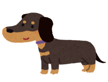 dog_dachshund_blacktan