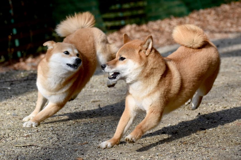 中型犬