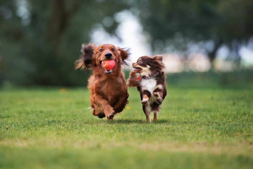 文房具大きい犬と小さい犬のカレンダー（4） - カレンダー/スケジュール