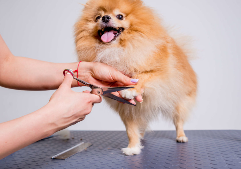 Professional cares for a dog in a specialized salon. Groomers holding tools at the hands.