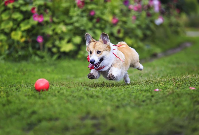 beautiful funny puppy dog red Corgi fun runs after a red ball on a green meadow with his tongue hanging out and lifted high legs