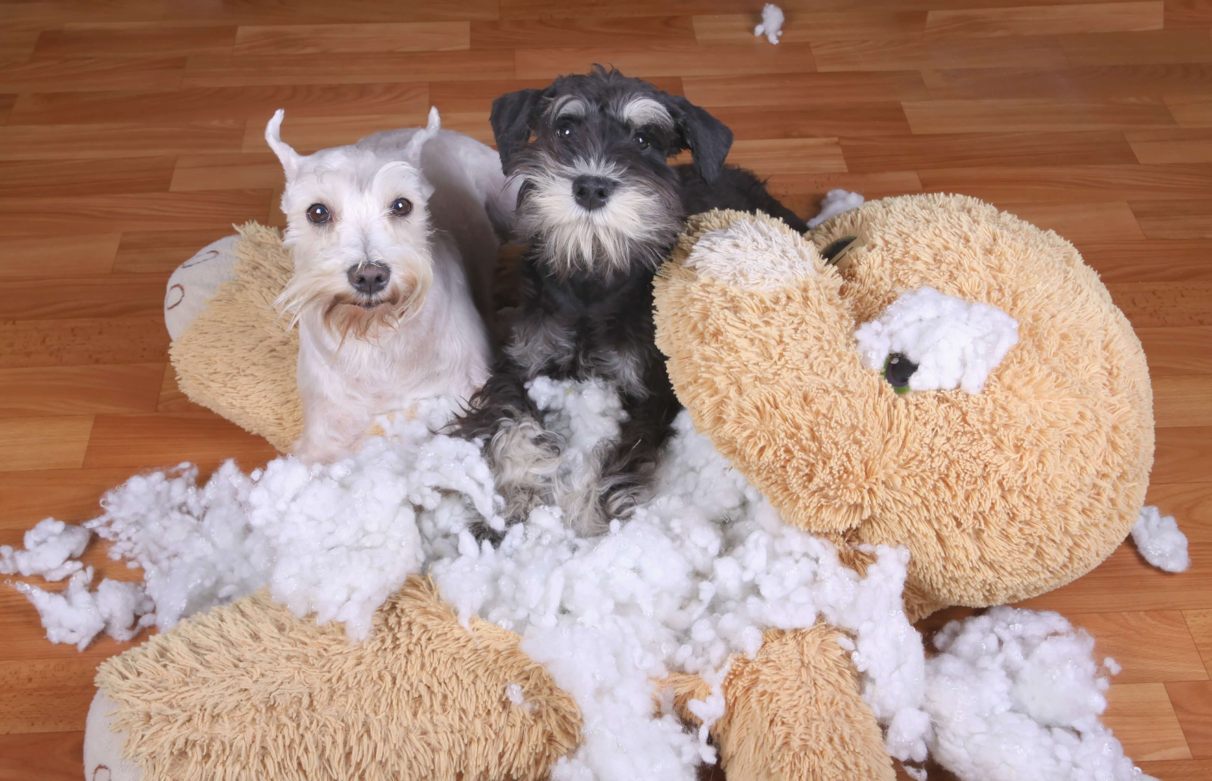 犬の噛み癖の原因と対策 ストレスが原因