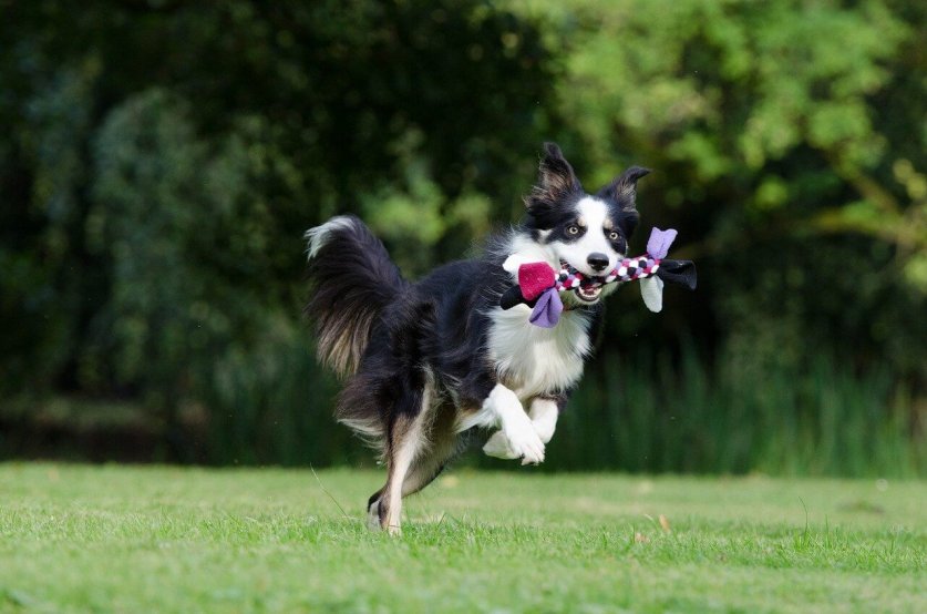 border-collie-672634_1280