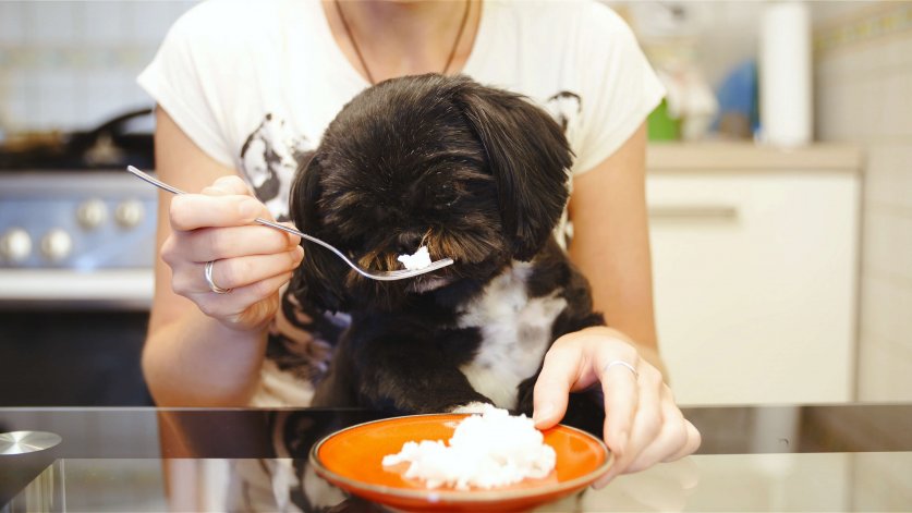 Feeding cute black dog rice with fork as a child
