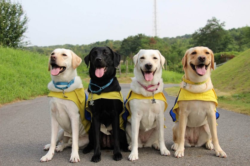 介助犬使用者の集い 初のオンライン開催 ニュース