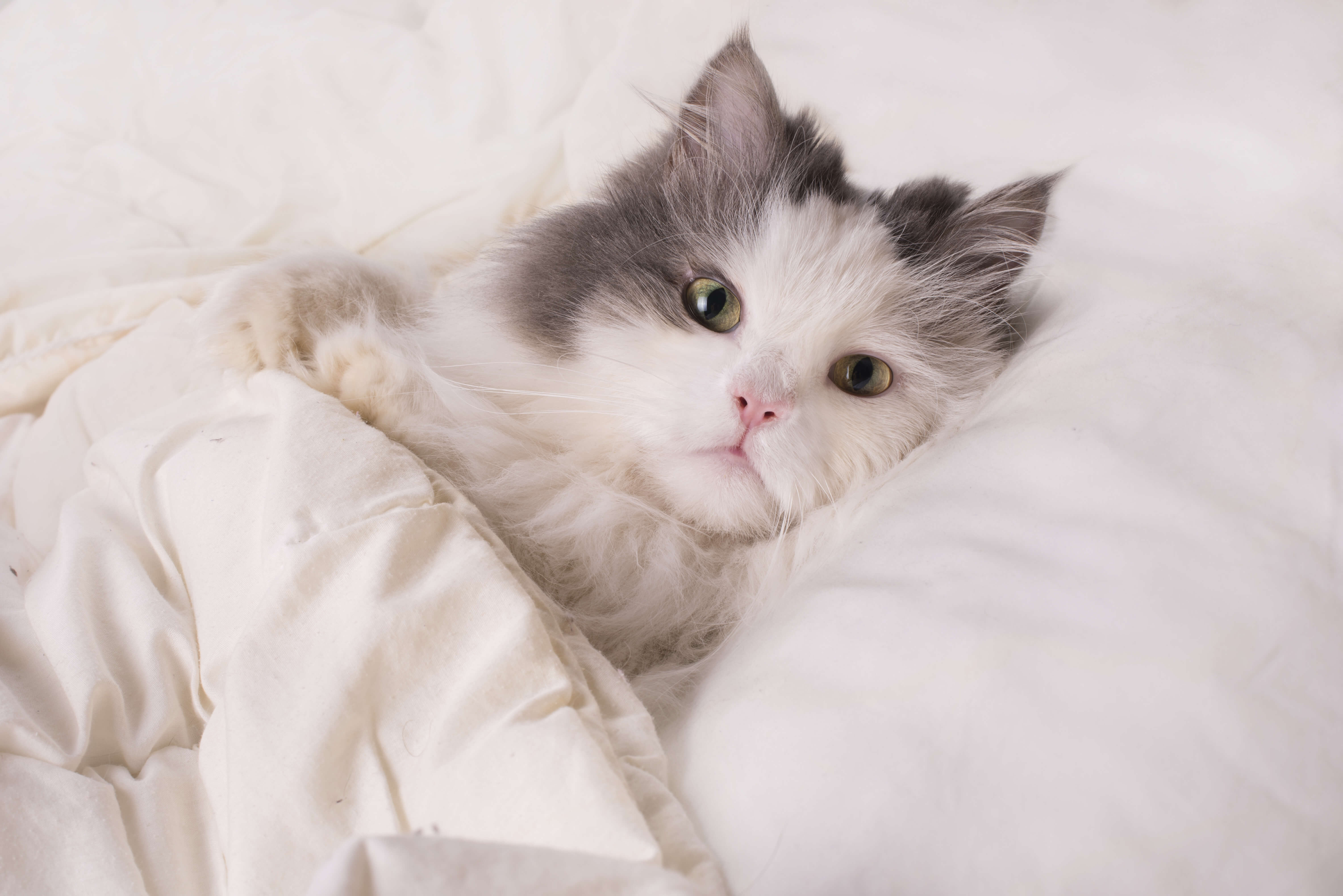 fluffy cat dozing in bed