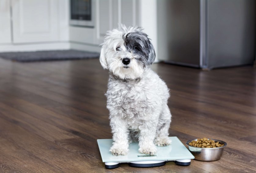 animal health - cute poodle dog  on weigh scales