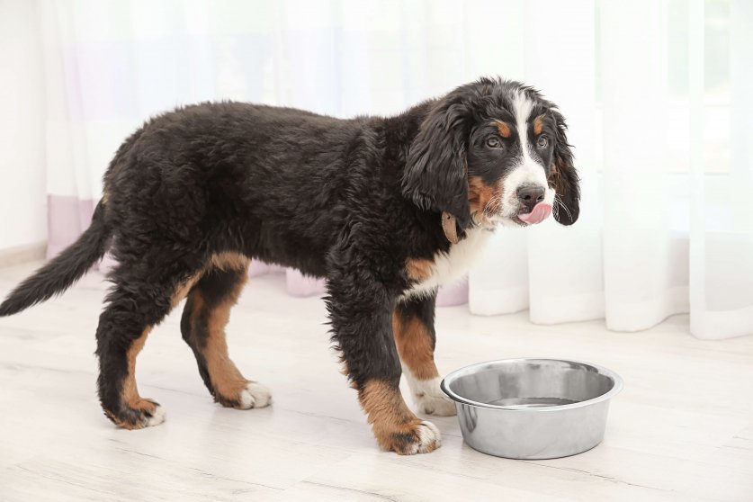 知っておきたい愛犬と栄養の関係 鉄分編