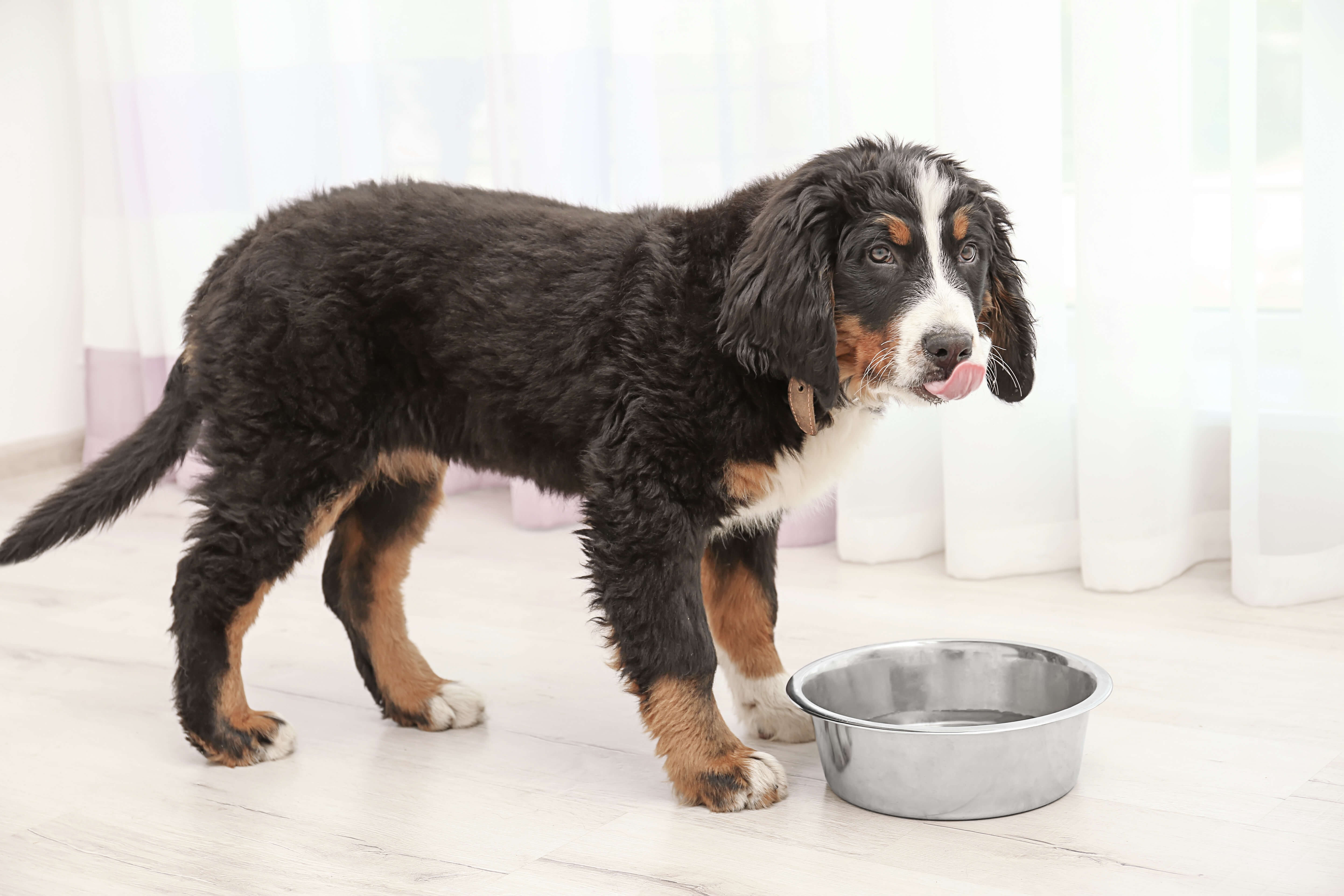 Cute funny dog eating food at home