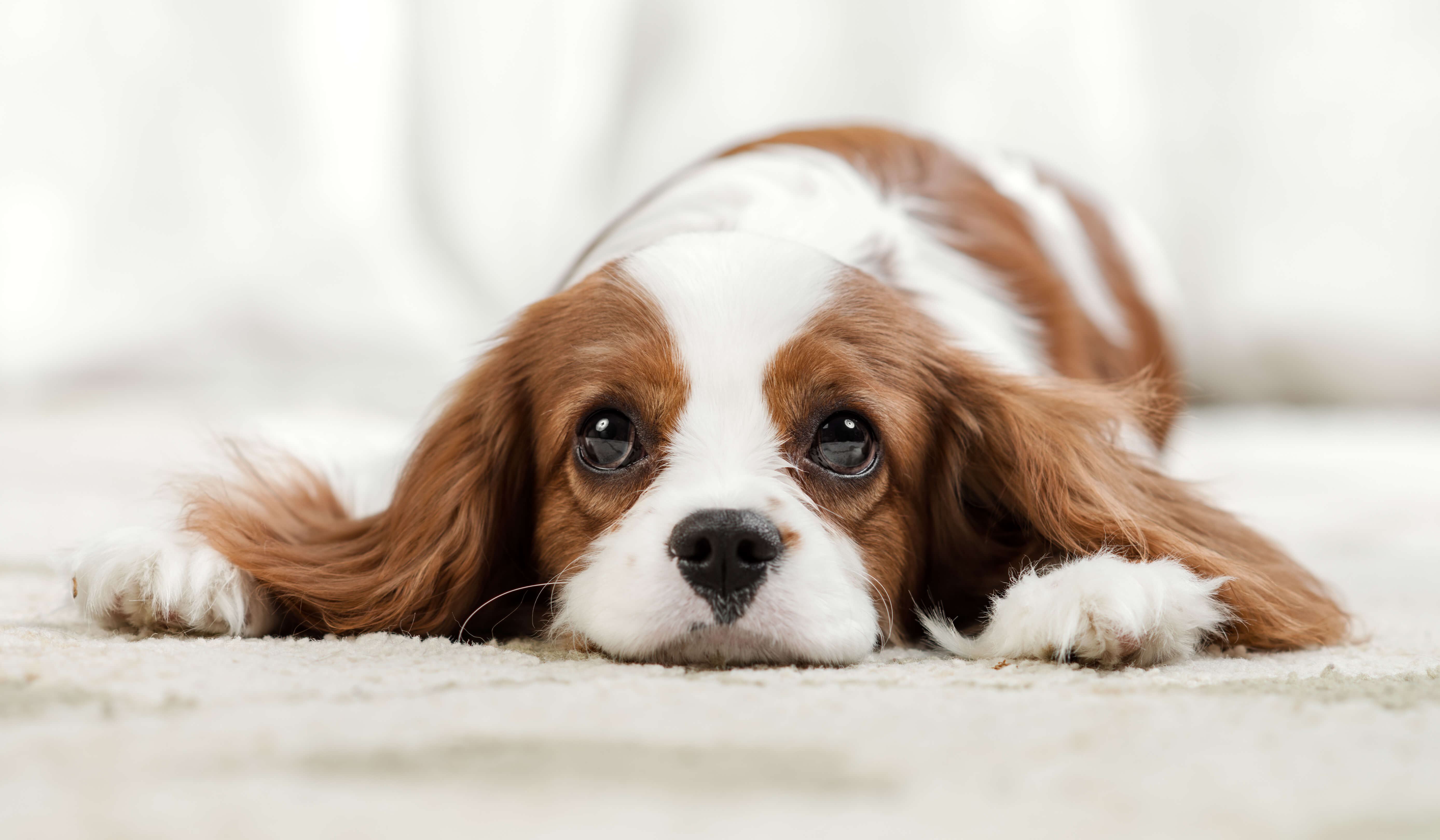 涙やけになりやすい犬種とは 原因と対策もご紹介