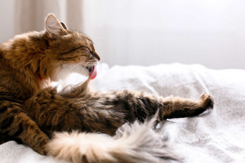 Maine coon cat grooming and lying on white bed in sunny bright stylish room. Cute cat with green eyes and with funny adorable emotions licking and cleaning fur. Space for text