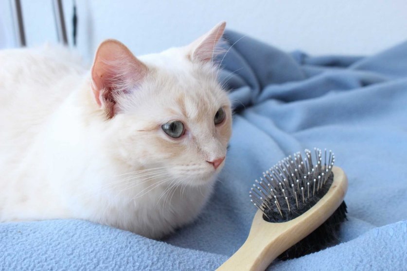 cat_grooming04