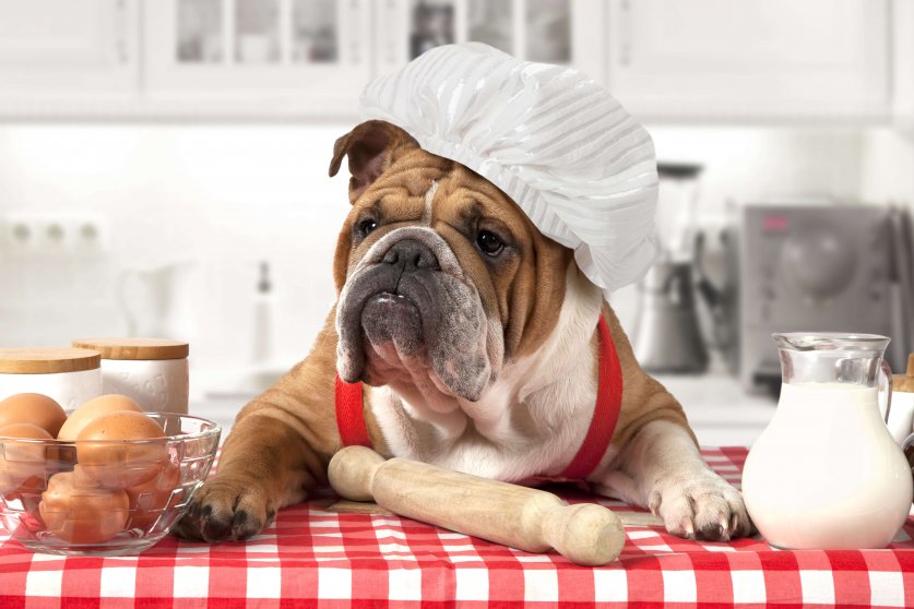 English Bulldog in chef's hat