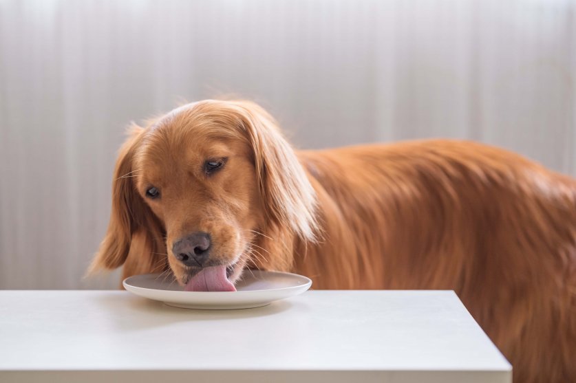 The golden Retriever is eating.