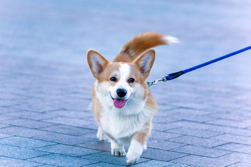 walking_merit01