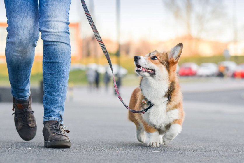 Welsh corgi pembroke dog walking nicely on a leash with an owner during a walk in the city