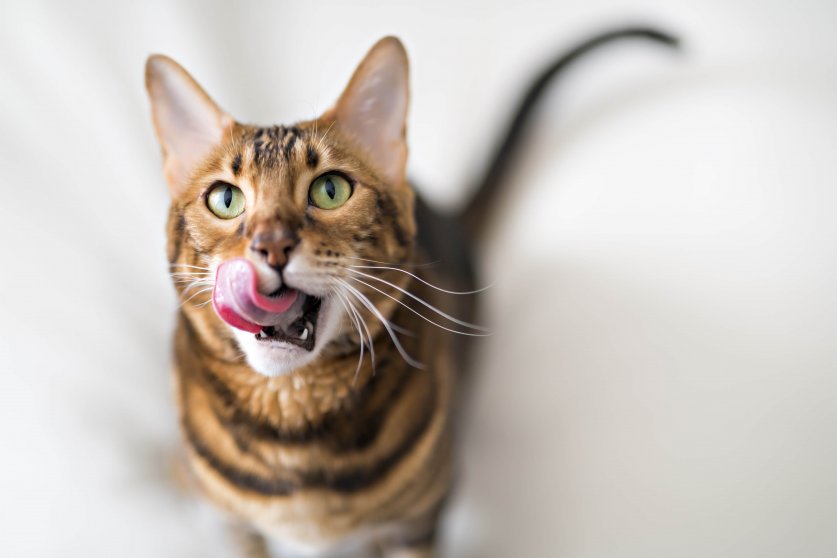 Bengal cat on a blanket with green eyes