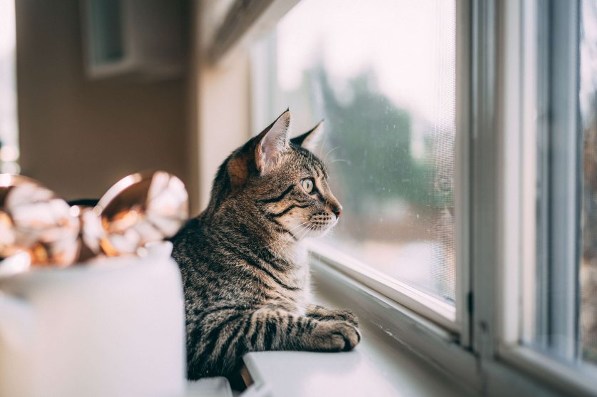 室内で安全に暮らすため 猫の脱走防止策