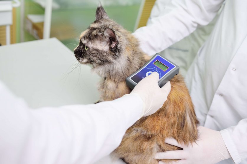 A veterinarian is scanning a cat for a micro chip