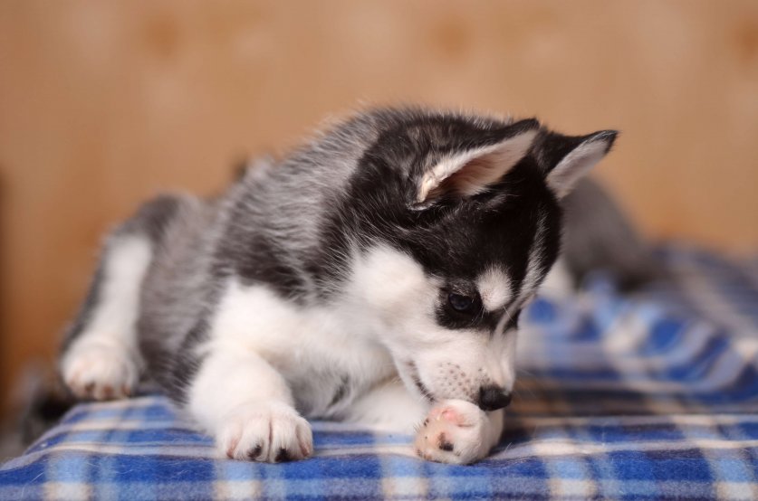 Small blackand white husky puppy licking paw