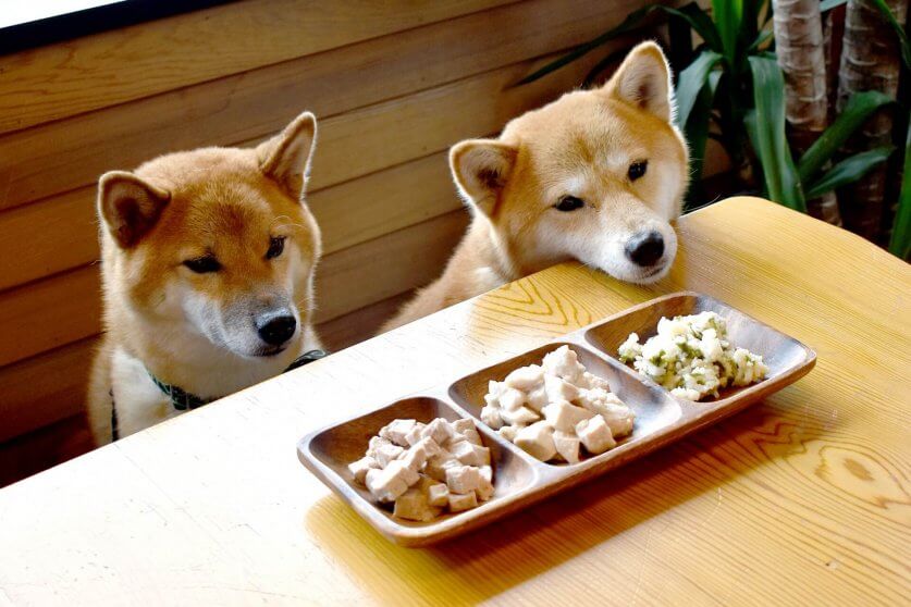 dog_lipid04