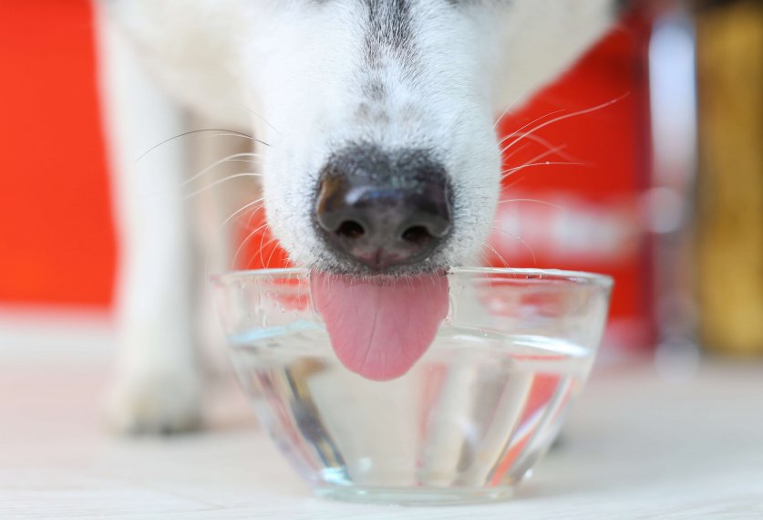 Adorable husky dog drinking fresh water from glass bowl