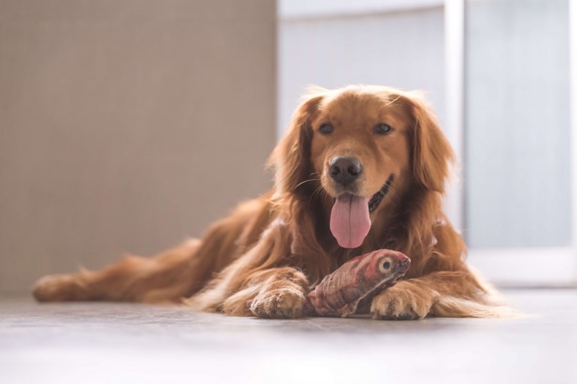 The Golden Retriever in playing with toys