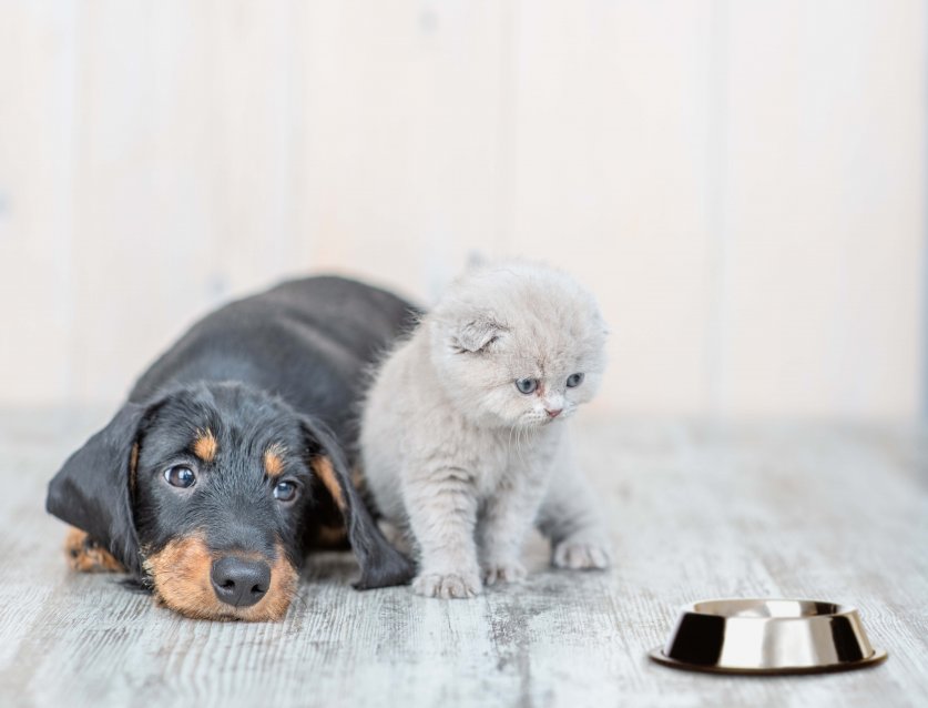 Baby kitten sitting with dachshund puppy on the floor at home looking on empty bowl