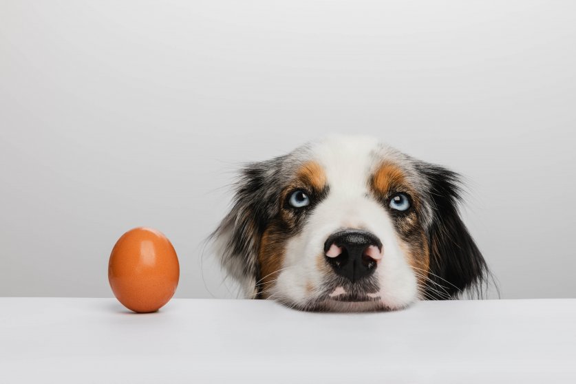 Australian Shepherd - Ei