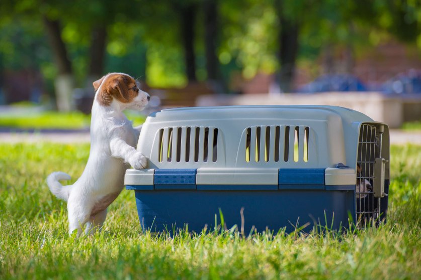 funny puppy Jack Russell Terrier stands on its hind paws near carrying for dogs